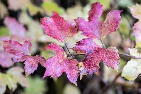 Guelder rose