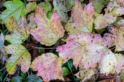 Guelder rose