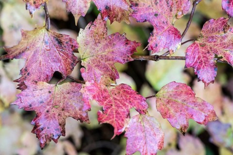 Guelder rose