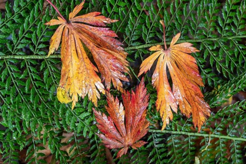 Leaves of