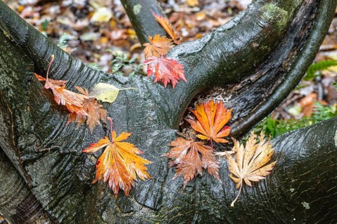 Leaves of
