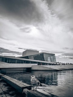 Seagull in front of the Opera House in Oslo