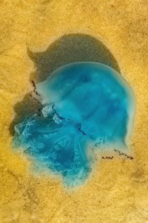 Blue jellyfish