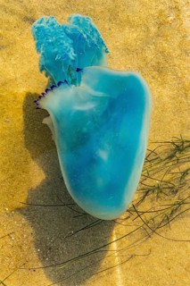 Blue jellyfish
