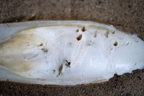 Common cuttlefish