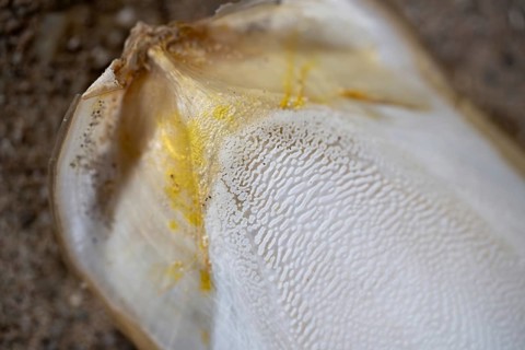 Common cuttlefish
