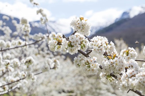 Blossoming cherry tree