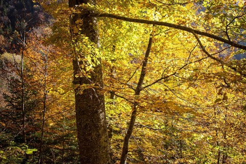 Autumn Forest