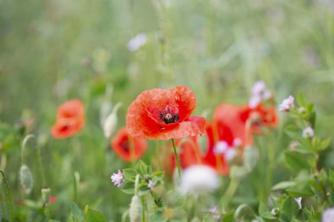 Poppy