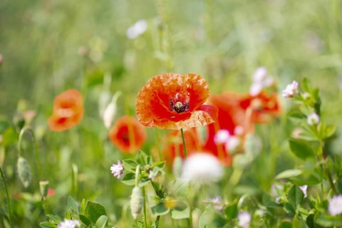 Poppy