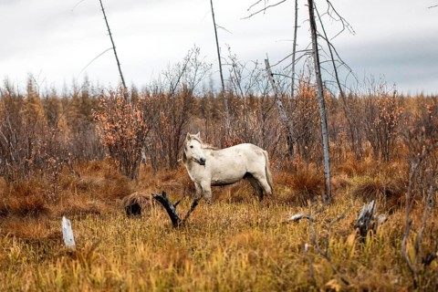 Wild Horse