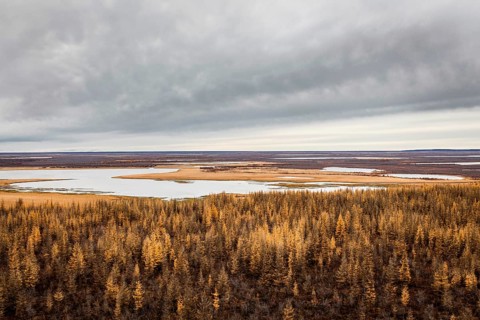 Tundra