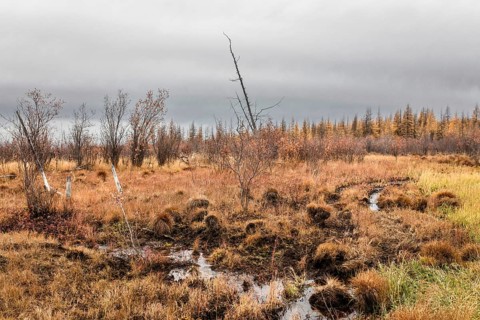 Tundra