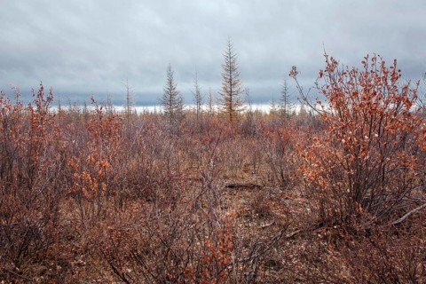 Tundra