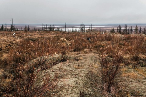 Tundra