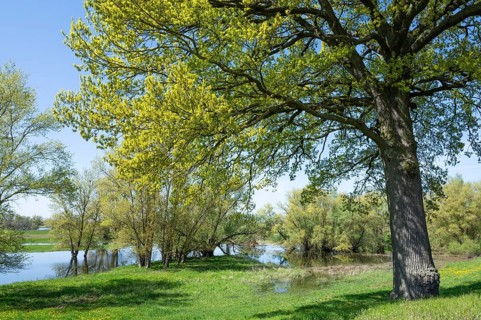English oak