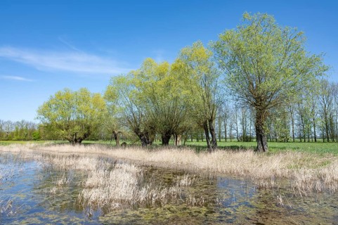 Willows