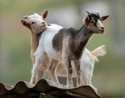 Dwarf goats