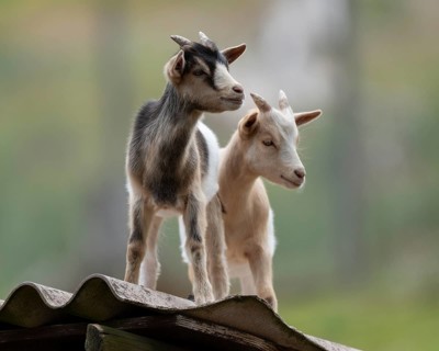 Dwarf goats