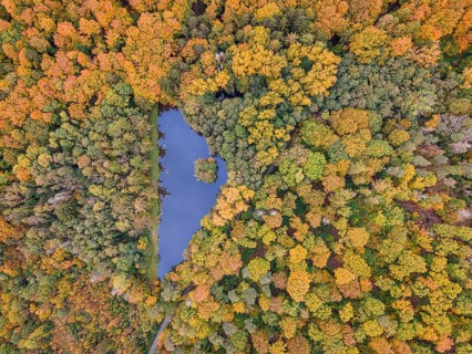 The foliage of the trees around the Brunnenweiher pond near Usingen in Taunus is beginning to turn autumnal yellow and orange.