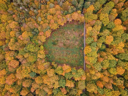 The foliage of the trees at the Hattsteinweiher pond near Usingen in Taunus is beginning to turn autumnal yellow and orange.