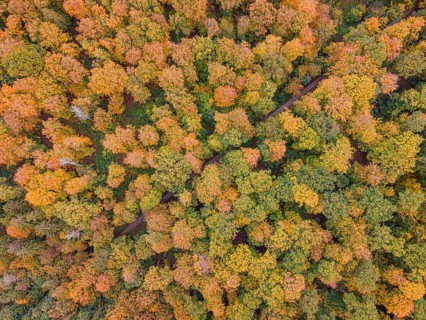 The foliage of the trees at the Hattsteinweiher pond near Usingen in Taunus is beginning to turn autumnal yellow and orange.