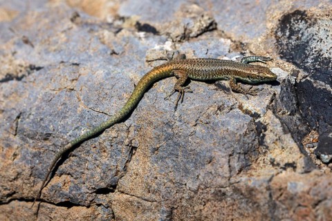 Madeira lizard or madeiran wall lizard