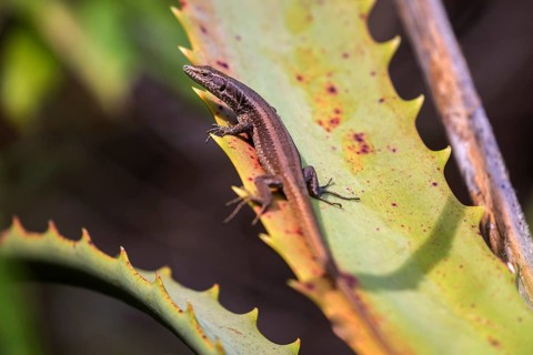 Madeira lizard or madeiran wall lizard