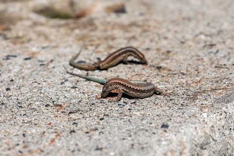 Madeira lizard or madeiran wall lizard