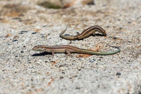 Madeira lizard or madeiran wall lizard