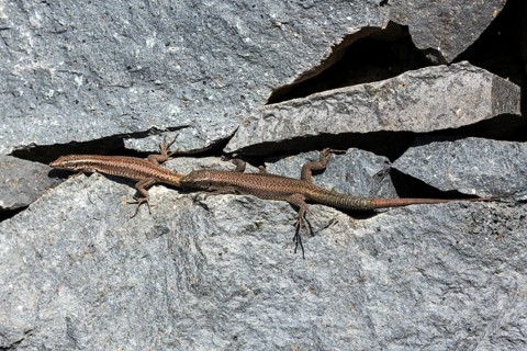 Madeira lizard or madeiran wall lizard