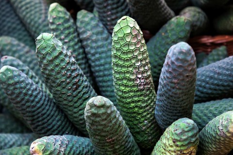 Philodendron fruit