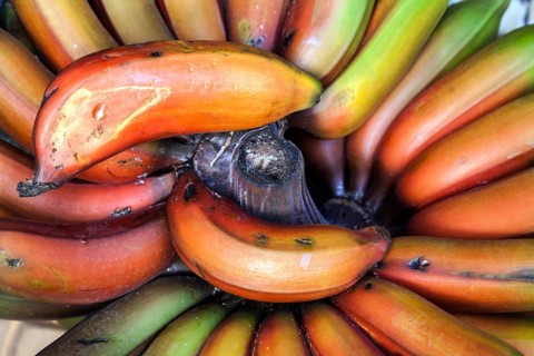 Red bananas