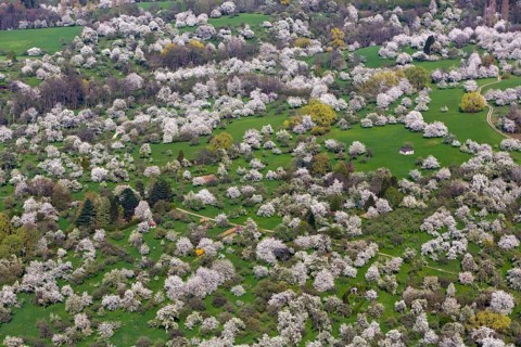 Orchard meadow