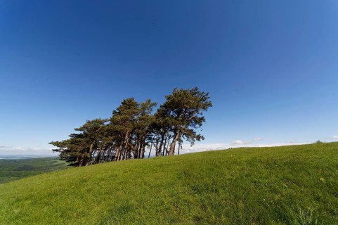 Black pines on the Hohenbol