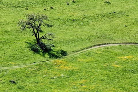 Meadow in spring