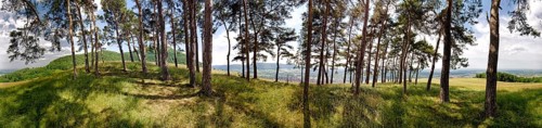 Black pines on the Hohenbol