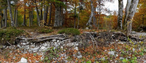 Colourful trees in autumn