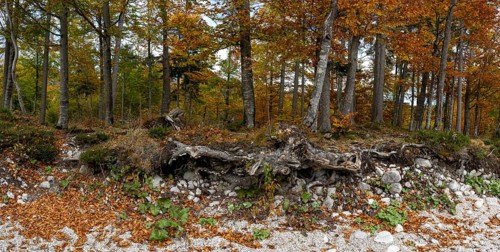 Colourful trees in autumn