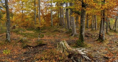 Colourful trees in autumn