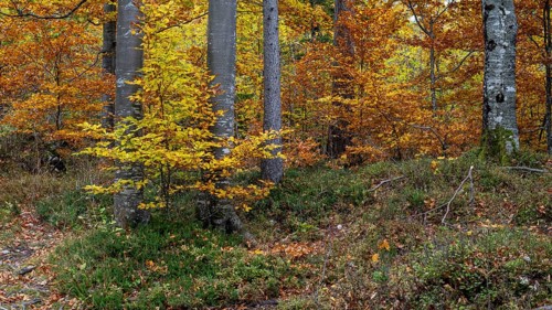 Colourful trees in autumn