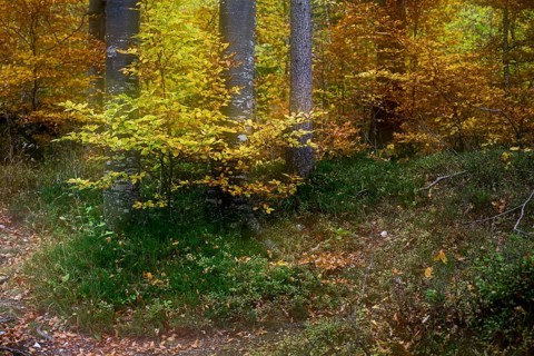 Colourful trees in autumn