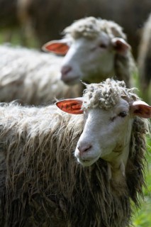 Sheep in a flock in a meadow