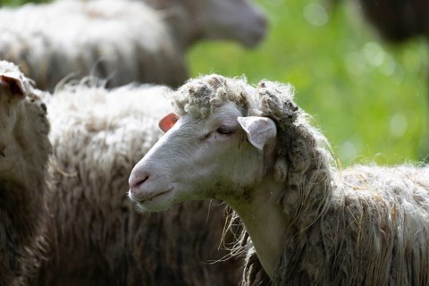 Sheep in a flock in a meadow