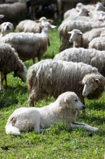 Herding dog