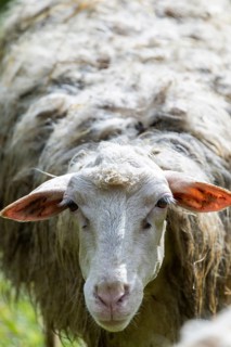 Sheep in a flock in a meadow looking at the camera