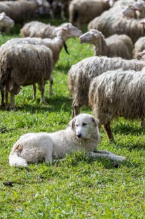Herding dog