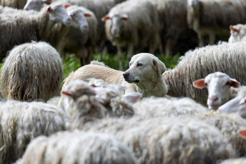 Herding dog