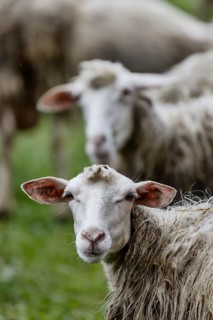 Sheep in a flock in a meadow looking at the camera