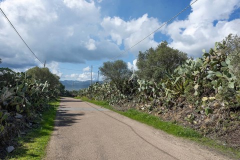 Bushes of cactus pears